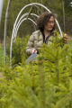 Carrie Pike with spruce subjected to different levels of early spring warming to simulate climate change and its effect on growth.