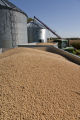 Just-harvested soybeans going from wagon into grain bin on farm near Northfield, Minnesota.