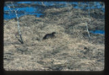 Sabine Wildlife Refuge South of Lake Charles