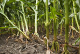 Corn research plots infested with corn rootworm at the University of Minnesota's Rosemount Research and Outreach Center.