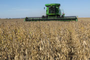 Harvesting soybeans on the Craven farm in Jackson County, Minnesota.