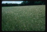 Rye field