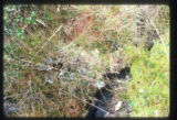 Sphagnum bog at Puya site at kilometers 68-69 on Pan-American Highway near summit of Cerro de la Muerte. Note Cora paronia, basidiomy cetous lichen. United States penny scale.