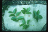 Salal, Gaultheria shallon, shoots for comparison with Sal, Shorea robusta, of India