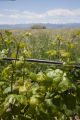 Colorado vineyard growing University of MInnesota grape varieties.