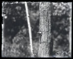 Chickadee looking out of hole