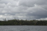 Burned forest a year after July, 2006, Cavity Lake Fire along Sea Gull Lake.