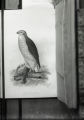Goshawk, copy from plate, illustration from Albert Kenrick Fisher, "The hawks and owls of the University States in their relatio