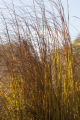 Cordgrass plots in mid-October.