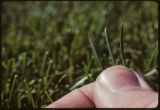 Turf grass