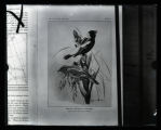Bobolink, male and female, illustration by Louis Agassiz Fuertes from Wells Cooke, "Bird Migration" in the Bulletin of the U.S.