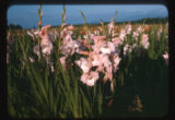 Gladiolas