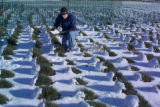 Perennial ryegrass variety development and winter hardiness testing. Research plots on St. Paul Campus, University of Minnesota.