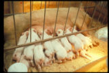 Sow and piglets in farrowing crate. Minnesota Agricultural Experiment Station research project.