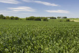 Corn field and dairy farms, Stearns County, Minnesota.