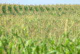 Corn field in southwestern Minnesota.