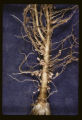 Nitrogen fixing nodules on sweetclover.