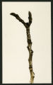 Juglans cinerea