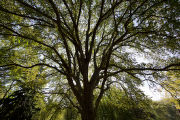 The original 'St. Croix' elm tree near Afton, Minnesota. Resistant to Dutch elm disease.