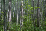 Site of a tornado approximately 25 years earlier, which released the aspen.