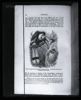 Hornbill feeding mate in nest, illustration from Alfred Newton, "A Dictionary of Birds"