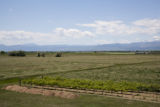 Colorado vineyard growing University of MInnesota grape varieties.