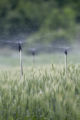 St. Paul Campus wheat scab disease (fusarium head blight) test plots with misting system, late June, 2010.