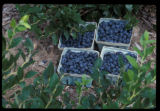 Blueberry harvest of potential new varieties.