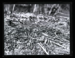 Forster's Tern, nest and eggs on muskrat home