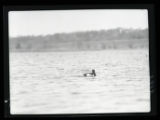 Ringnecked Ducks