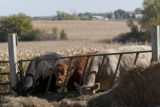 Beef farm near Northfield, Minnesota.