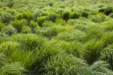 Perennial ryegrass (left) breeding.