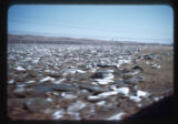 Ice blocks from Heart River breakup two days before