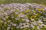 Alternative crops and plants in Midwest cropping systems.