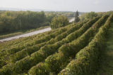 Seven Hawks Vineyard, Fountain CIty, Wisconsin.