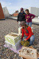 Installing a bee colony on the roof of the Weisman Art Museum, University of MInnesota.
