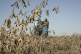 Soybean plots of University of Minnesota soybean researcher Seth Naeve for soybean production research.