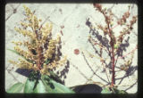 Mango flowers