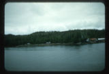 Dead tree tops and high proportion of coast pine