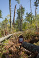 Blow down of old red and white pines on the Chippewa National Forest, Minnesota, in July, 2012.