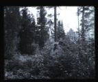 Brower Ridge, Lind Trail