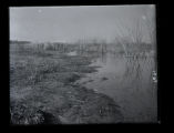 Duck background