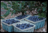 Blueberry harvest of potential new varieties.