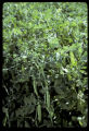 Field peas.