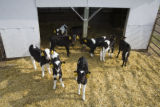 Organic dairying and rotational grazing research by Dennis G. Johnson, University of Minnesota West Central Research and Outreach Center, Morris.