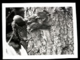 Flicker feeding young at hole
