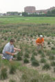 Perennial ryegrass variety development and winter hardiness testing. Research plots on St. Paul Campus, University of Minnesota.