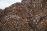 Biomass and wind power, alternative energy research at the University of Minnesota, West Central Research and Outreach Center, Morris.