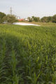 "Brinkman's Dairy Farm", corn fields, July, Stearns County, Minnesota