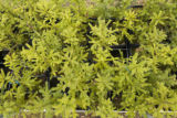 Carrie Pike with spruce subjected to different levels of early spring warming to simulate climate change and its effect on growth.